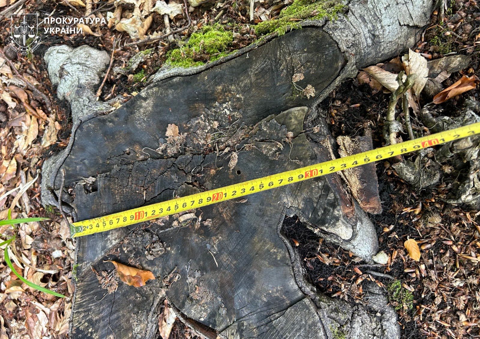 рубки кутський лісгосп (1)