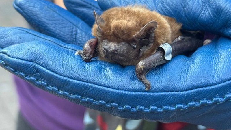 У Франківську на волю випустили майже 50 врятованих кажанів 3