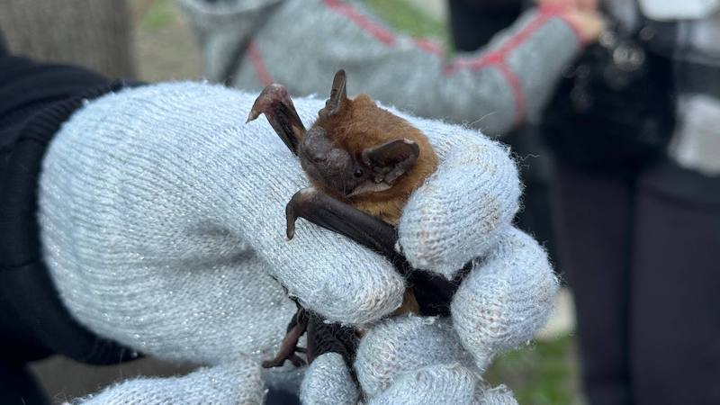 випустили кажанів-іф7