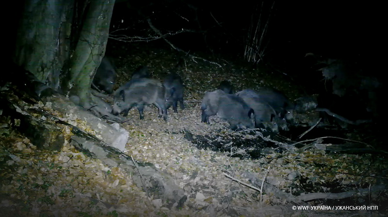 © WWF-Україна _ Ужанський НПП (3)